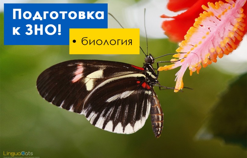 Биология: подготовка к ЗНО в г. Днепр! Биология: подготовка к ЗНО в г. Днепр!